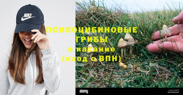 стаф Зеленокумск